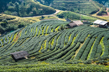 Landscape View at Tea Plantation 2000