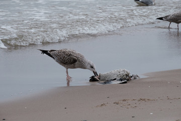 seagulls by the sea shore on a windy day