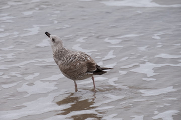 seagulls by the sea shore on a windy day