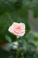 Obraz premium Różowa róża karłowata kwitnąca na parapecie