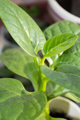 Bright green leaves of Malabar spinach growing on window sill
