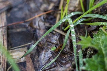 gotas de agua sobre hierba 