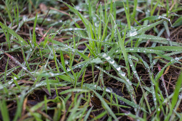 gotas de agua sobre hierba 