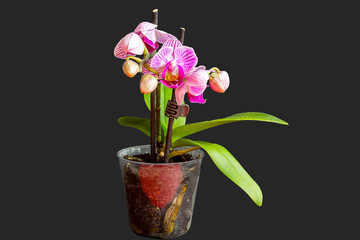 Frueh Jahr Orchidee Lenz Blume Bluete im Topf