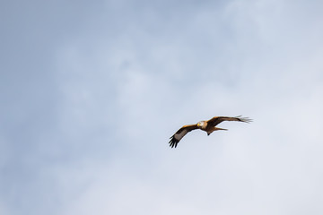 Lenz Ornithologie Greif Vogel Rot Milan im Frueh Jahr