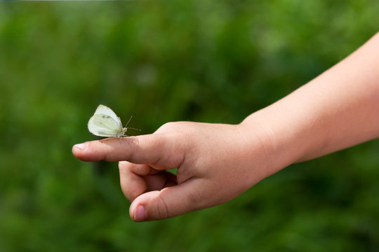 A living butterfly sitting on the hand of a child.