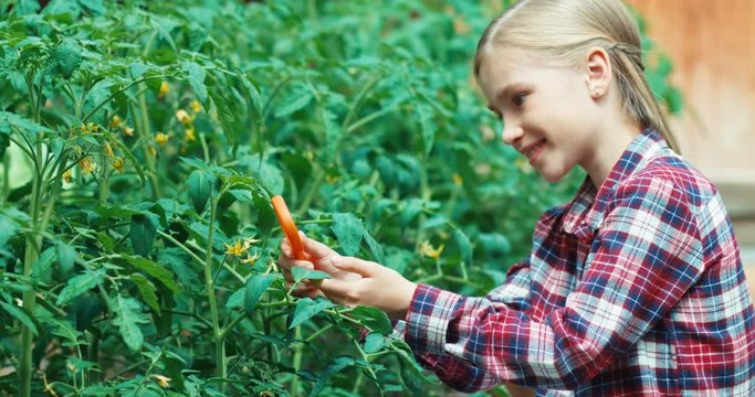 Girl looking at flower tomatoes in the garden