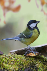 Kohlmeise sitzt auf Baumstamm (Parus major)