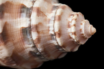 Single sea shell isolated on black background. Close-up.