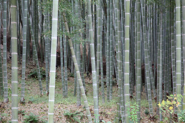 Bamboo Groves in kyoto at japan