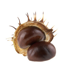 chestnut isolated on white background