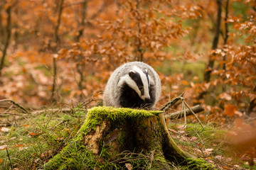 Dachs auf Baumstumpf vor Herbstwaldhintergrund © Klaus Brauner