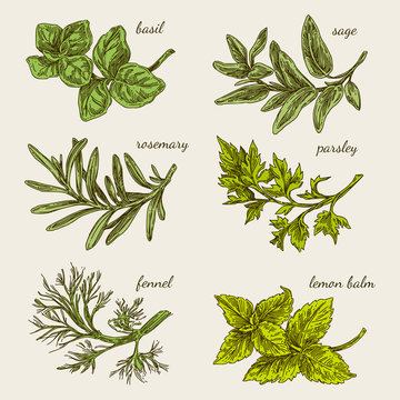 Set of herbs for kitchen. Basil, sage, rosemary, parsley, fennel, lemon balm. Color card. Engraving style. Vector illustration.