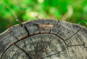 grasshopper on stump surface