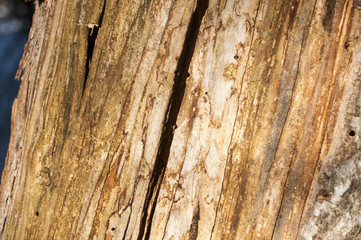 Old wood background
