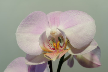 Orchidee Detail Nahaufnahme, 2018