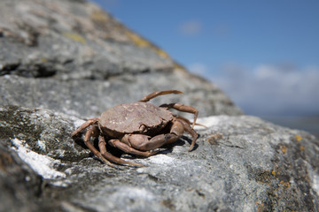 Krabbe am Strand in Wales