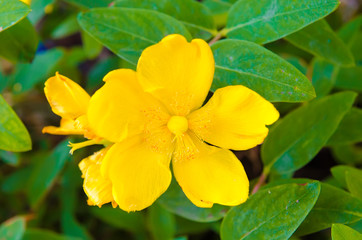 Obraz premium yellow flower