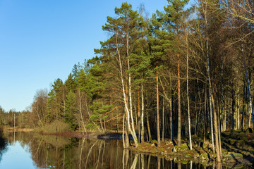 Obraz premium Tranquil scene at the river Braknean in southern Sweden. A mix of birch and conifer trees on the riverbank.