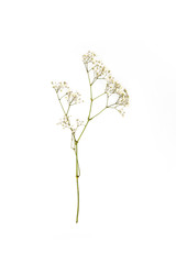 small white flowers on twig isolated on white