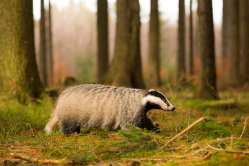 Dachs läuft im Wald © Klaus Brauner
