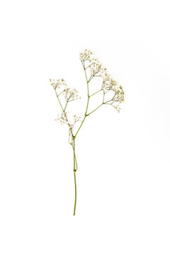 Small White Flowers On Twig Isolated On White
