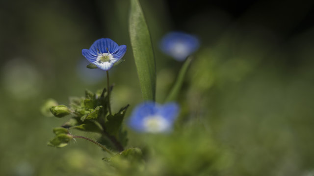 イヌノフグリ Images Browse 60 Stock Photos Vectors And Video Adobe Stock