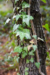 Fototapeta premium Vie sur un Arbre