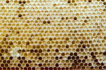 Newly pulled honey bee honeycomb beeswax on plastic foundation with pollen tracks.
