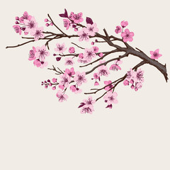 Sakura. Pink cherry blossom branch. Vector botanical illustration.