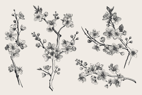 Sakura. Cherry blossom branch. Vector botanical illustration. Black and white. Set