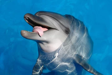 Foto op Plexiglas Happy Dolphin opened her mouth and stuck out his tongue © Akop