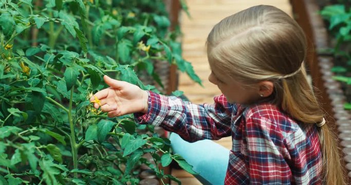 Girl looking through magnifying glass at flower tomatoes in the garden and smiling at camera