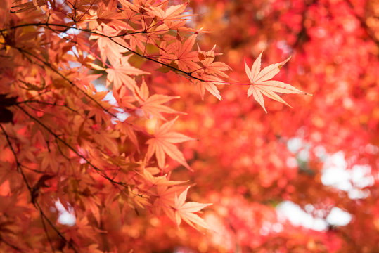 Colorful of maple leaves in autumn with bokeh.