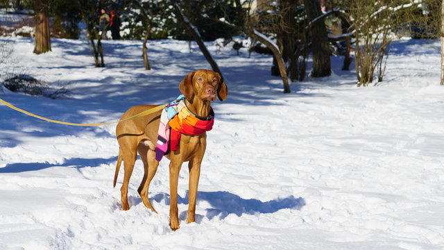 Bored Handsome Hungarian Short Wire haired Pointing pointer Dog Vizsla wearing red, yellow, orange blue scarf sitting on snow coat. Winter in park. Copy space image.