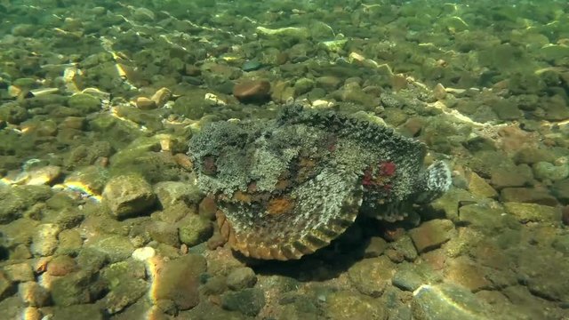 Stonefish (Synanceia verrucosa) swims over the stony bottom, Red sea, Dahab, Sinai Peninsula, Egypt  

