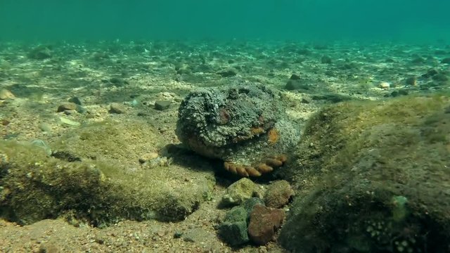 Stonefish lies on the bottom next to the stone, Red sea, Dahab, Sinai Peninsula, Egypt  
