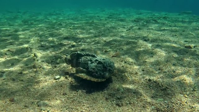 Stonefish (Synanceia verrucosa) swim over the sandy bottom, Red sea, Dahab, Sinai Peninsula, Egypt  

