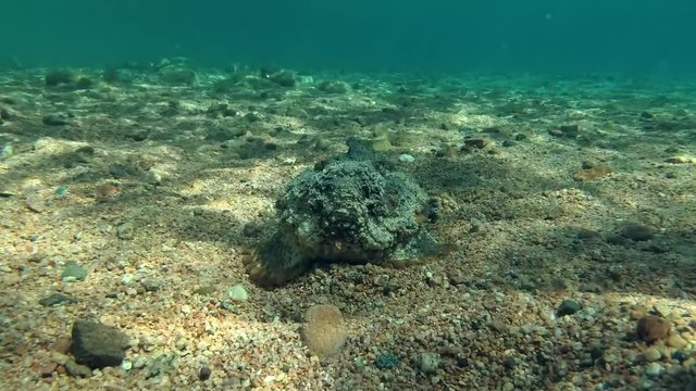 Stonefish (Synanceia verrucosa) lies on the sandy bottom, Red sea, Dahab, Sinai Peninsula, Egypt  
