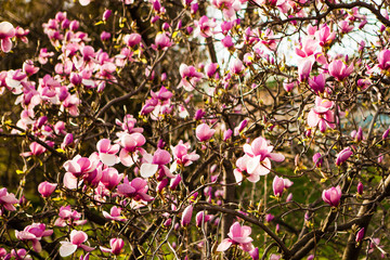 blooming magnolia flowers