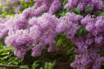 Spring blossoming lilac