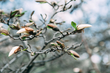Nature étonnante de magnolia blanc sous la lumière du soleil au milieu de l& 39 été ou du printemps.