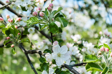 Blooming apple tree