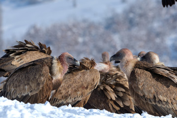 Griffon Vultures Eating in Winter