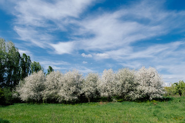 cherry orchard on sunny day
