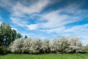 cherry orchard on sunny day