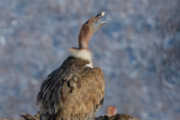 Griffon Vulture Portrait in Winter