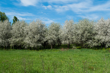cherry orchard on sunny day