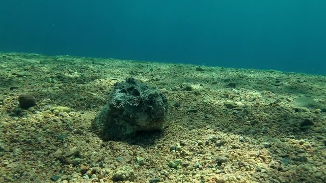 Stonefish (Synanceia verrucosa) lies on sand, Red sea, Dahab, Sinai Peninsula, Egypt  
