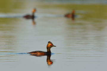Black Necked Grebe on Water